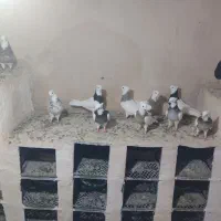 کبوتر طوقی