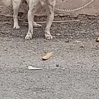 سگ شیواوا ماده