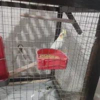 عروس هلندی  ماده لوتینو