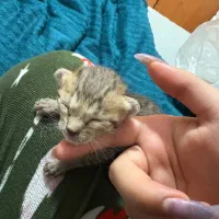 گربه دی اس اچ