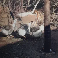 قوغاز|حیوانات مزرعه|هیر, |دیوار