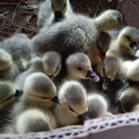 جوجه غاز دورگه5روزه