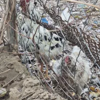 مرغ و خروس گلین کاکل ریش چهل تاج اصیل|حیوانات مزرعه|شهریار, رضی آباد بالا|دیوار