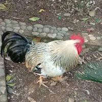 فروش غاز و خروس بالغ|حیوانات مزرعه|چالوس, |دیوار