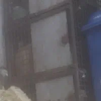 گنجه جفتی|لوازم جانبی حیوانات|شیراز, حجت آباد|دیوار