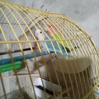 معاوضه طوطی برزیلی با مرغ عشق