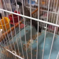 قناری|پرنده|کارون, |دیوار