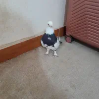 کبوتر|پرنده|اردبیل, |دیوار