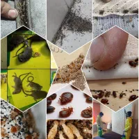 سمپاشی ساس موش موریانه کنه سوسک بید باضمانت100&