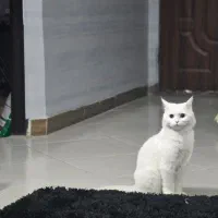 گربه پرشین با شناسنامه ۲ساله نر عقیم هست