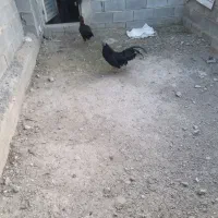 معاوضه یا فروش خروس ایام سمانی بالغ