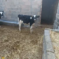 گوساله ماده