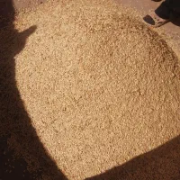 تخمه خربزه علی قریب وآفتاب گردون