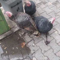 بوقلمون چاق