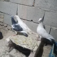 کبوتر پرشی المانی