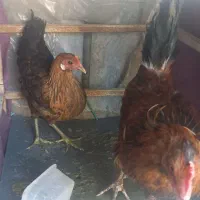 مرغ وخروس اصیل محلی|حیوانات مزرعه|اندیمشک, |دیوار