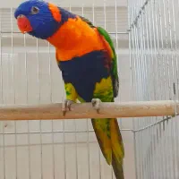 انواع پرندگان زینتی