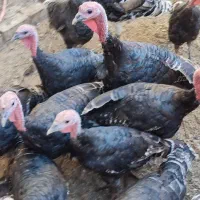 بوقلمون‌محلی|حیوانات مزرعه|الوند, |دیوار