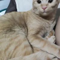 گربه نارنجی ماده