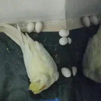پرنده