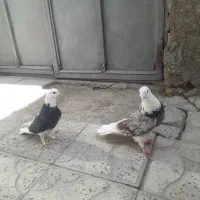 فروش فوری جفت شازده