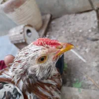 خروس گلپایگانی چهل تاج|حیوانات مزرعه|پاکدشت, پاکدشت (مامازند)|دیوار