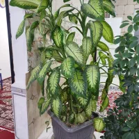 گل دیفن باخیا