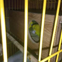 مرغ عشق فوق مولد