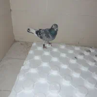 پلاکی گرفتم|حیوانات|کرمان, |دیوار