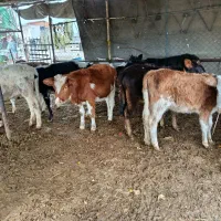 12عدد گوساله ماده دورگ محلی|حیوانات مزرعه|بندر ترکمن, |دیوار