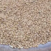 گندم درجه یک رقم پیشگام