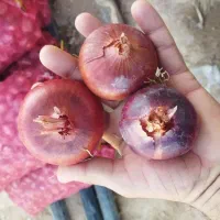 پیاز