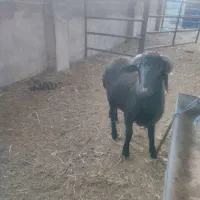 یک عدد بره نر چاق