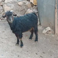 بز جوان هشت دندان ،گوسفند