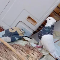 طوق شوکولاتی هفرنگ نر