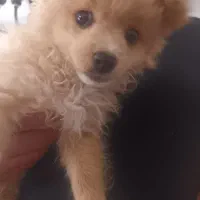 پامر اشپیتز 3 ماهه