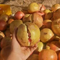 انار میخوش درهم کیفیت 1