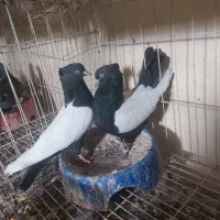 کبوتر سینه ای. رنگی