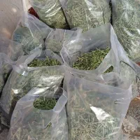 یونجه سبز کاملا خشک و تازه