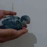 جوجه راهب آبی|پرنده|قم, انسجام|دیوار