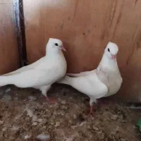 یک جفت جوجه طوقی هفت رنگ مفلق