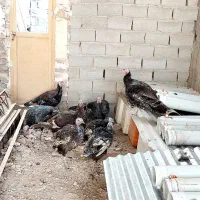 بوقلمون|حیوانات مزرعه|شهریار, کهنز|دیوار