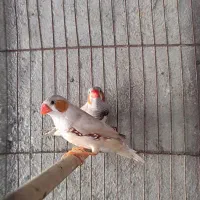 فنج نر|پرنده|بندرعباس, |دیوار