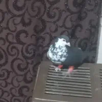 کبوتررنگه نرسیده افسون|پرنده|تربتحیدریه, بالا ولایت|دیوار