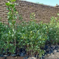 فروش ویژه ی  نهال پسته