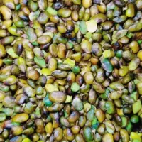 مغز بنه کوهی