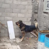 سگ سرابی درشت دو ساله