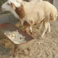 بره نر چاق پلمپ