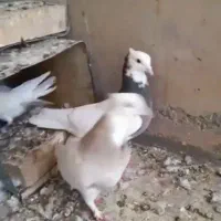 گمشده توضیحات بخوانید