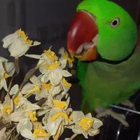 فروش یک عدد شاه طوطی درشت ودستی نر